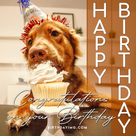 Free Funny Happy Birthday Image with Dog and Cake - birthdayimg.com