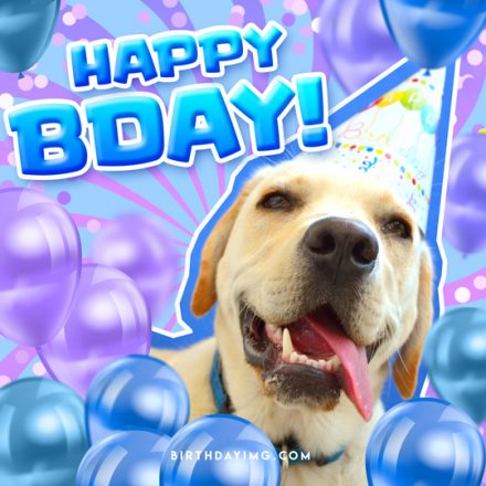 Free Funny Happy Birthday Image with Dog and Balloons - birthdayimg.com
