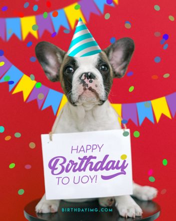 Free Creative Happy Birthday Image With Dog - birthdayimg.com