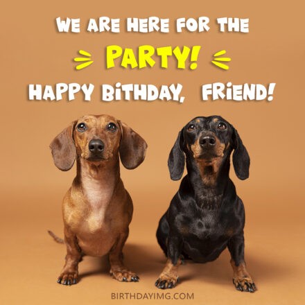 Free Friend Happy Birthday Image With Funny Dachshunds - birthdayimg.com