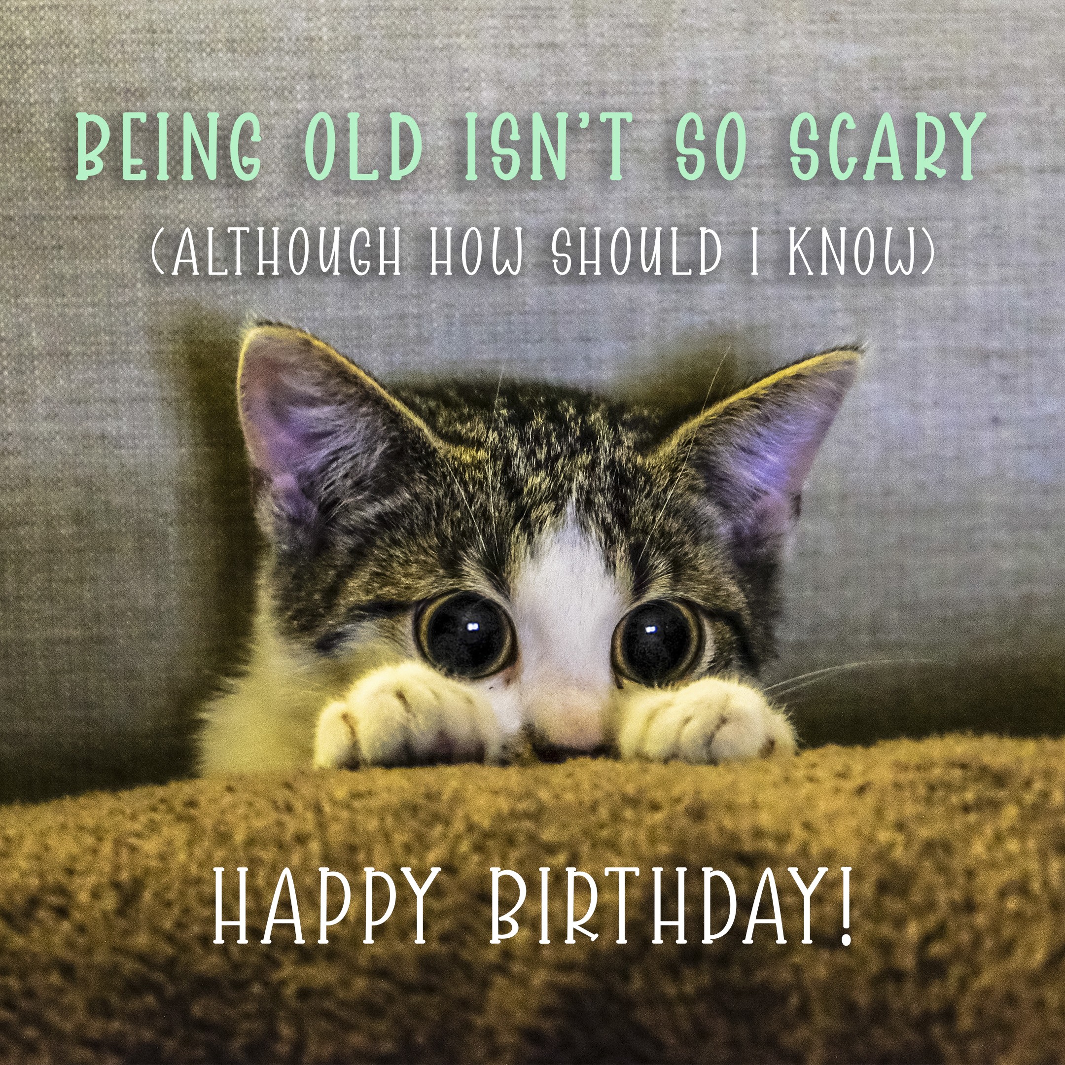 Free Funny Happy Birthday Image With Cat 