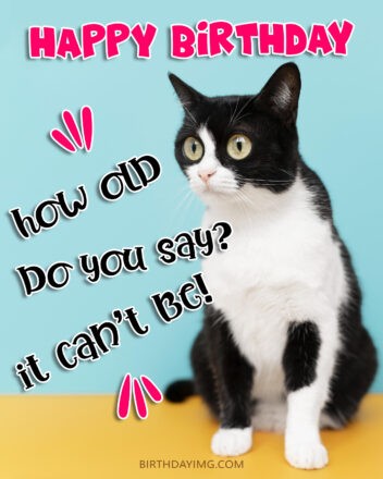 Free Funny Happy Birthday Image With Black and White Cat - birthdayimg.com