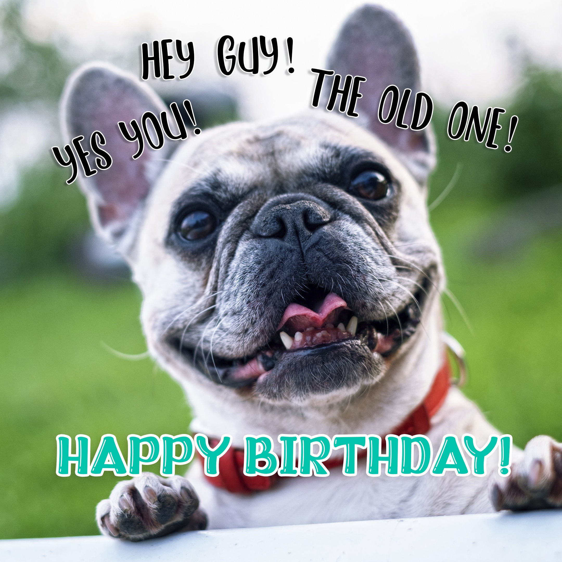 Free Funny Happy Birthday Image With Dog - birthdayimg.com