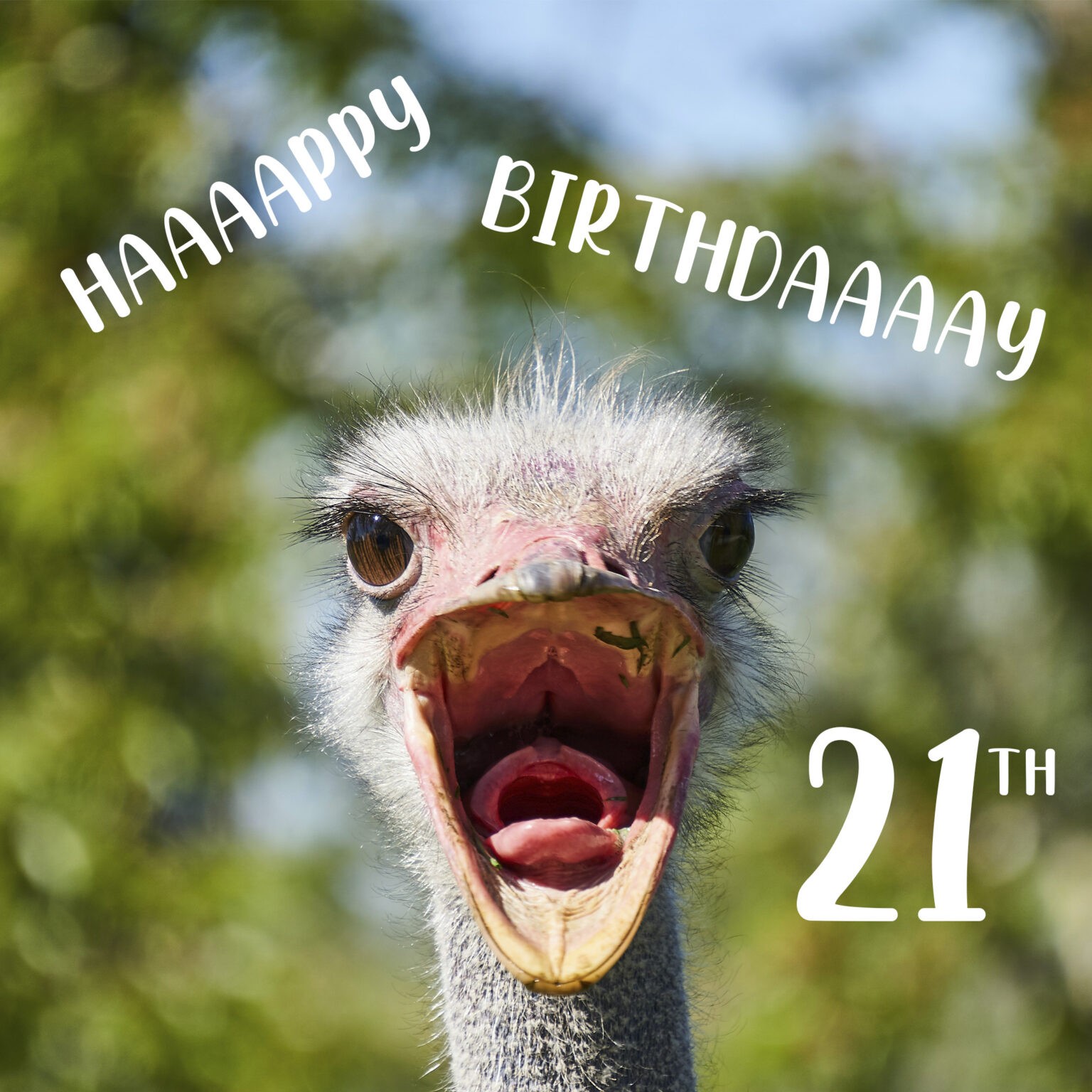 Free Funny 21th Years Happy Birthday Image With Ostrich - birthdayimg.com