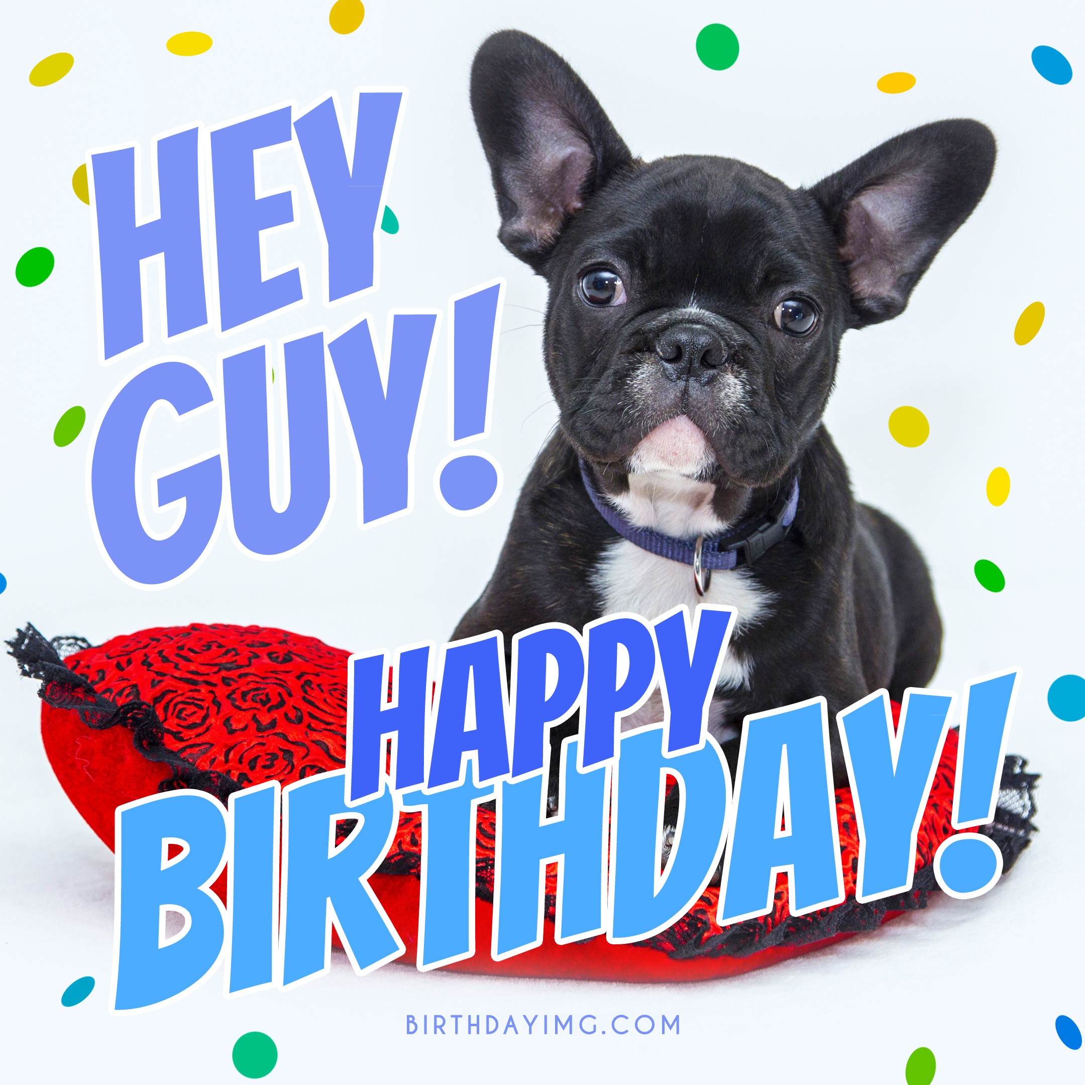 Free Funny Dog Happy Birthday Image 