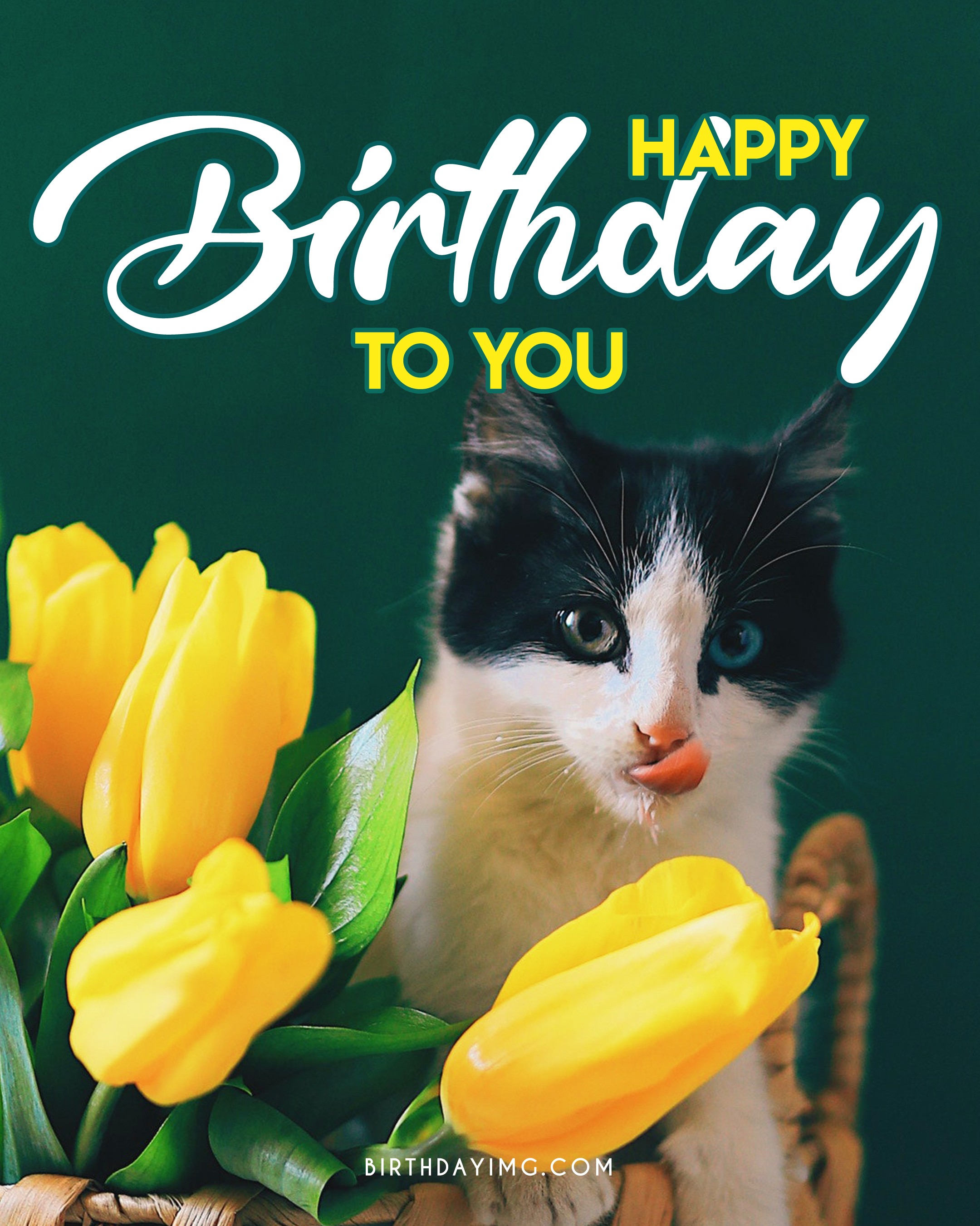 Free Funny Cat Happy Birthday Image - birthdayimg.com