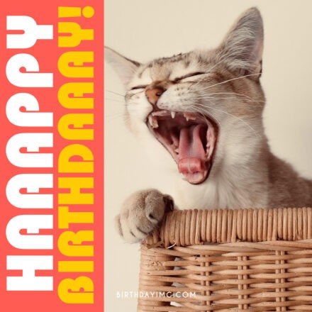 Free Funny Cat Happy Birthday Image - birthdayimg.com