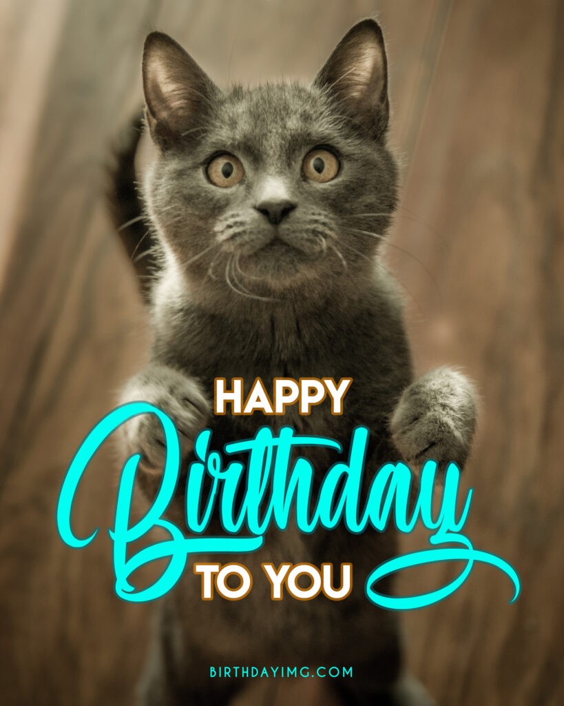 Free Funny Cat Happy Birthday Image - birthdayimg.com