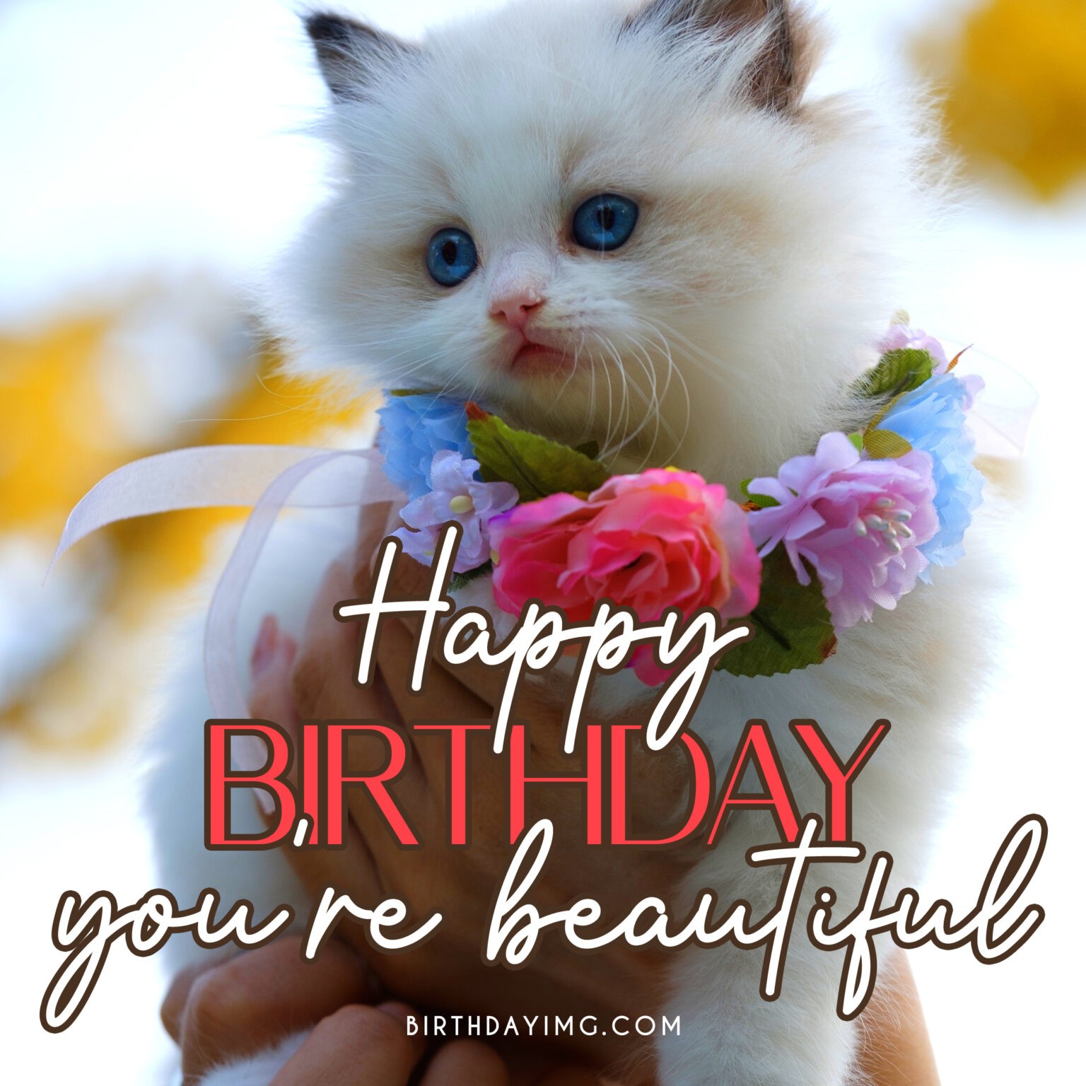 Free Funny Cat Happy Birthday Image - Birthdayimg.com